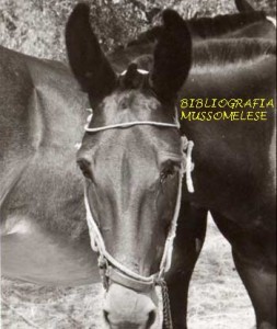 Le mule di Ciccu, racconto di Calogero Di Giuseppe - Mussomeli © Bibliografia Mussomelese